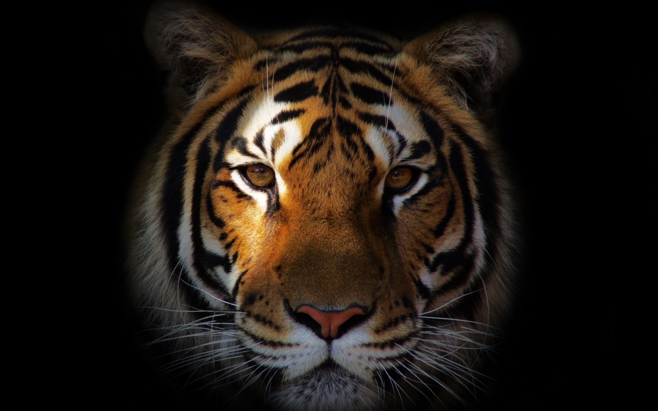 2560x1600, Tiger Face Hd Wallpaper 
 Data Id 329866 - Tiger Face Wallpaper Hd - HD Wallpaper 