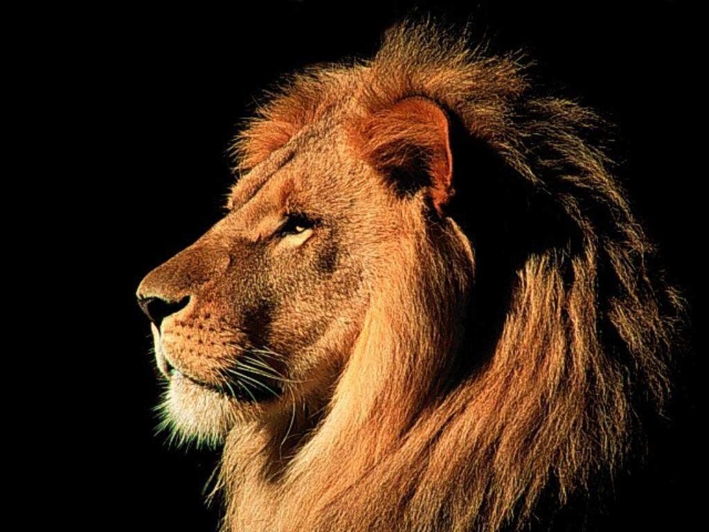 Thinking Lion - HD Wallpaper 