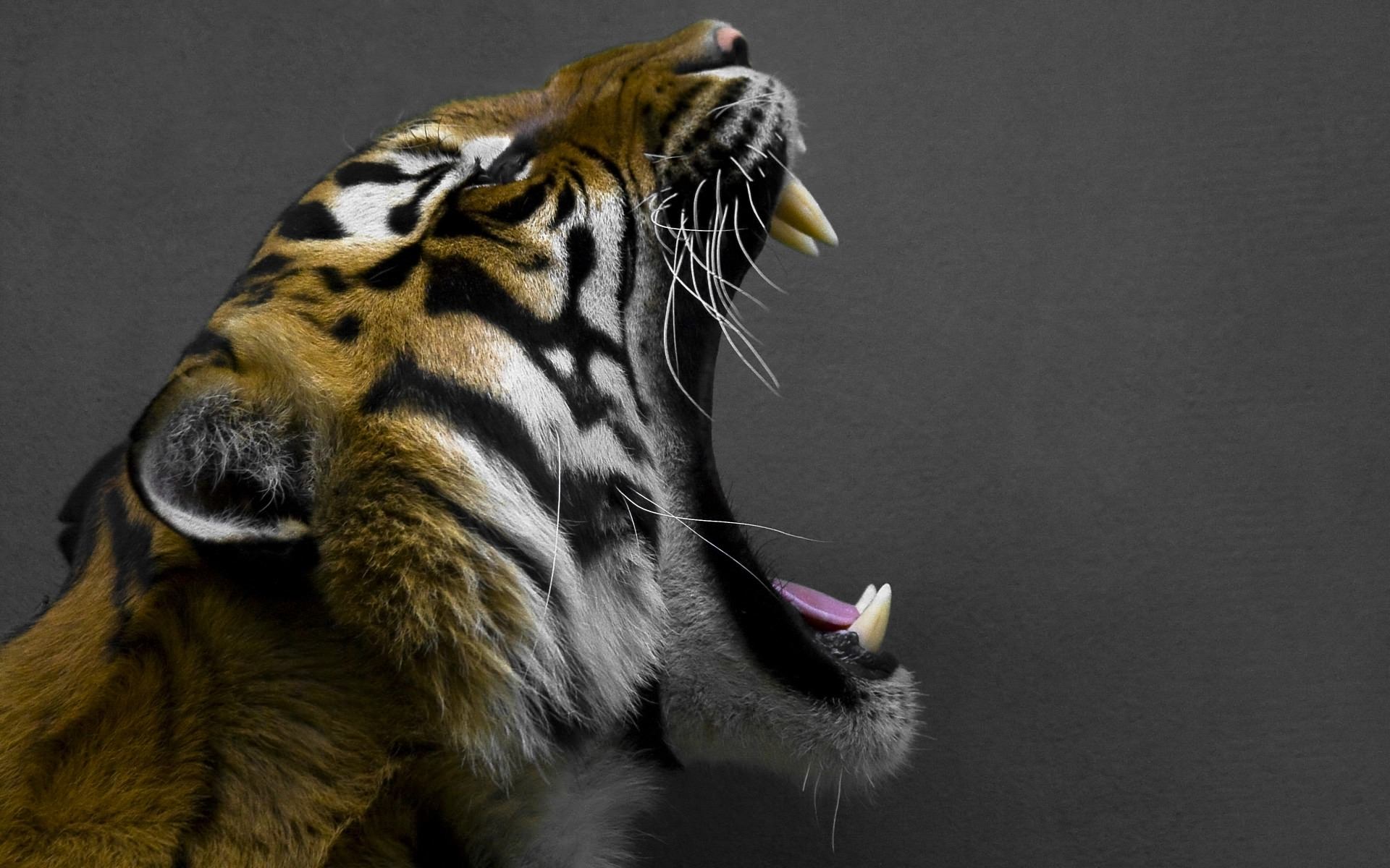 Tiger 3d Awesome Photo Full Hd Free Pictures - Tiger With Mouth Open - 1920x1200 Wallpaper Tiger 3d Awesome Photo Full Hd Free Pictures - Tiger With Mouth Open - 1920x1200 Wallpaper