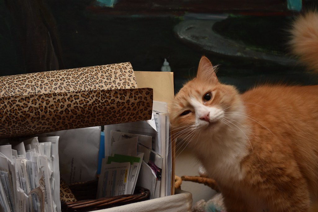 Domestic Short-haired Cat - HD Wallpaper 