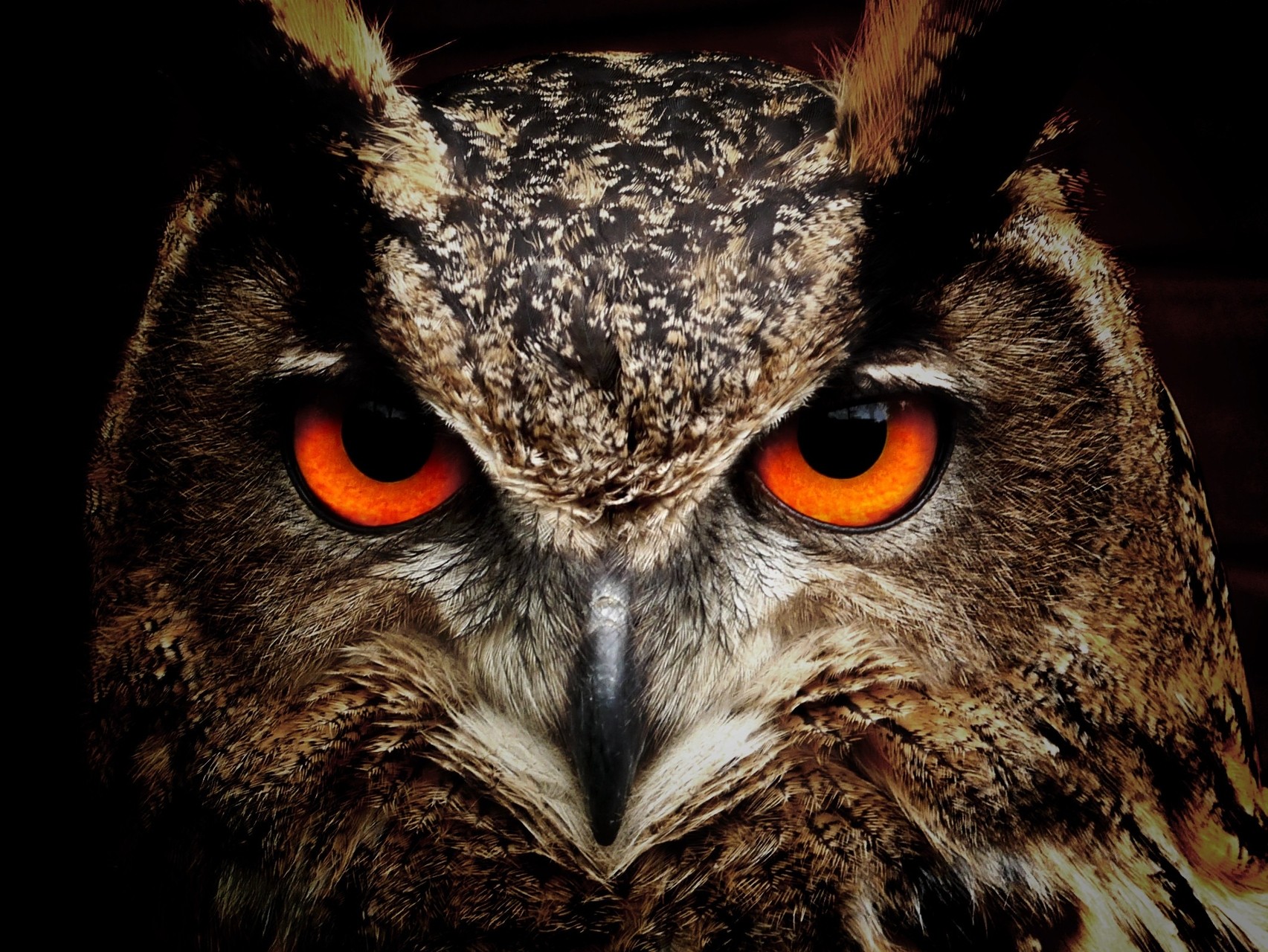 Wallpaper Of Сова, Голова, Взгляд Background & Hd Image - Owl Orange Eyes - HD Wallpaper 