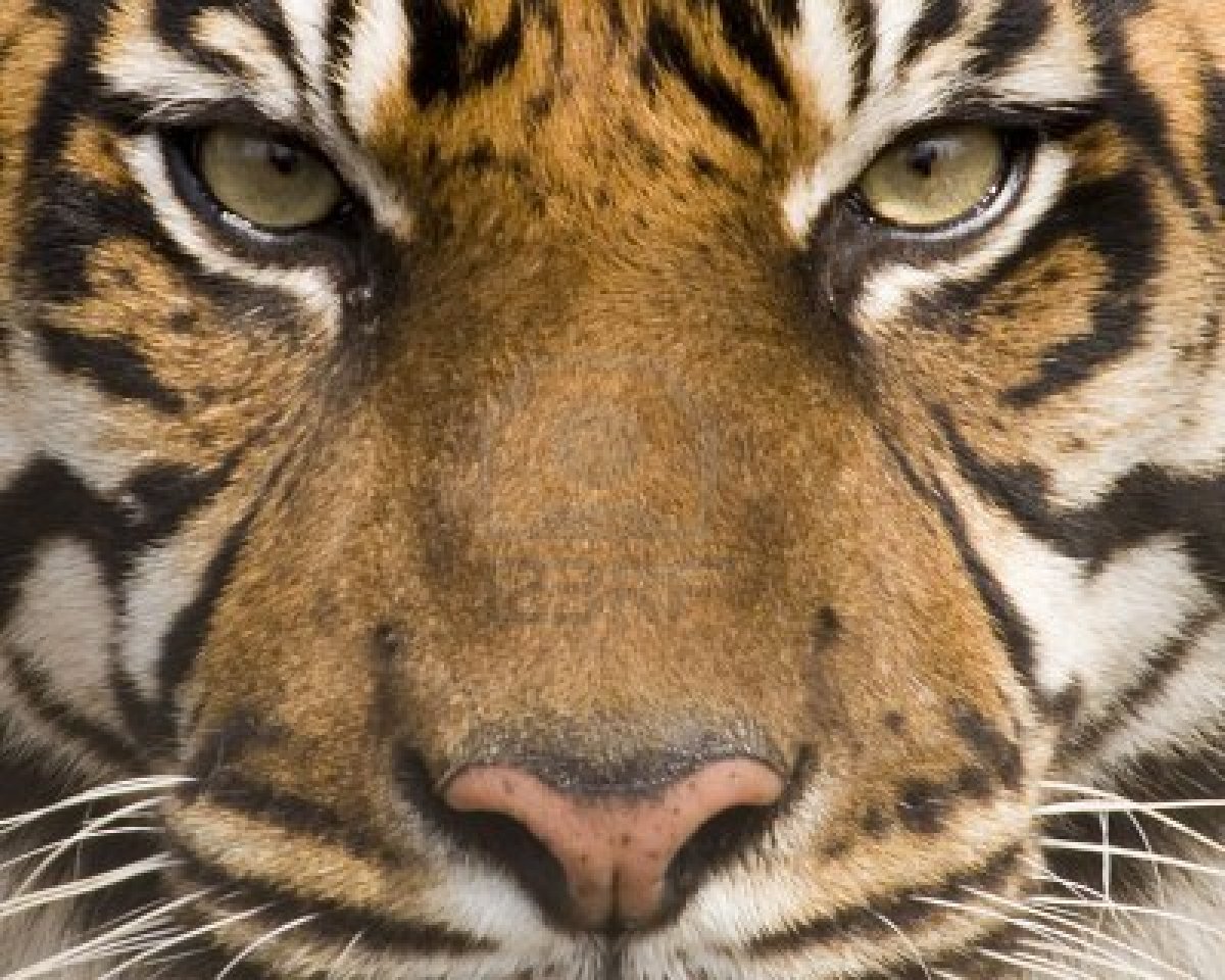 Amur Tiger Face - Tiger Face Hd - HD Wallpaper 
