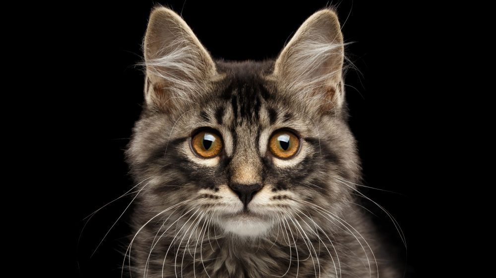 Gambar Kucing - 1000x562 Wallpaper - teahub.io