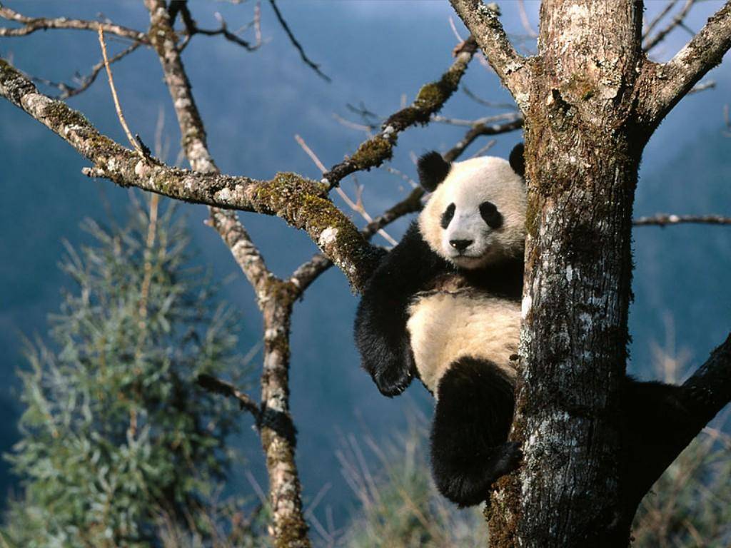 Cute Panda Desktop Wallpaper Free Download - Panda Landscape - HD Wallpaper 