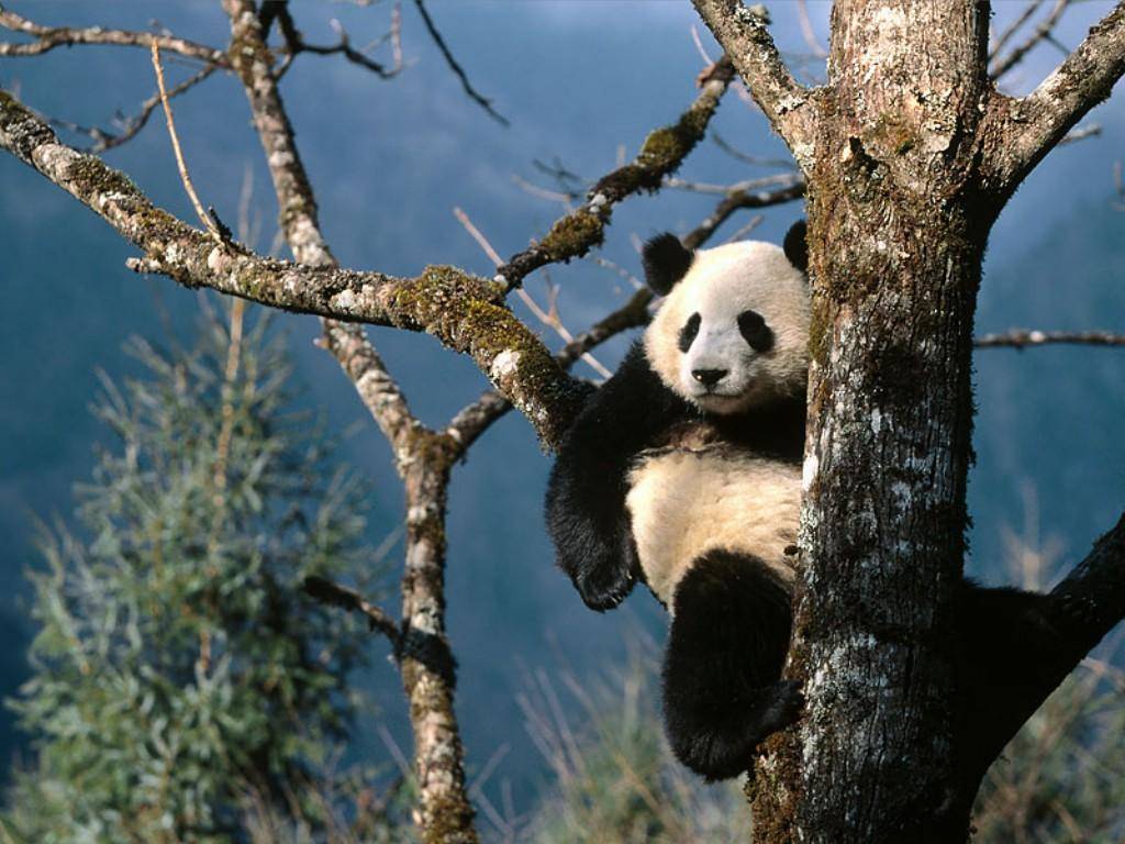 Cute Panda Desktop Wallpaper Free Download Panda Landscape 1024x768 Wallpaper Teahub Io