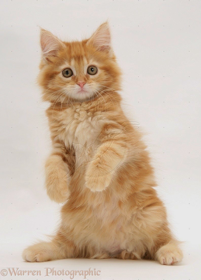 Gambar Kucing Lucu 150 Gambar Gambar - Cat - HD Wallpaper 
