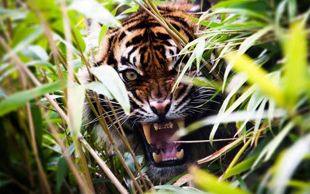 Harimau Mengaum Di Antara Semak - Tiger - HD Wallpaper 