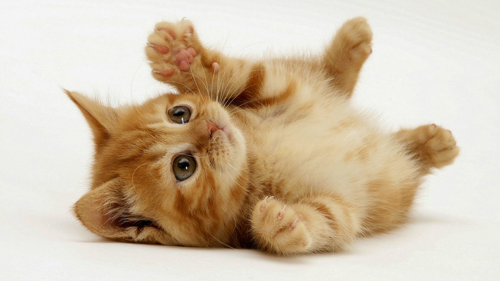 Cute Little Cat - HD Wallpaper 