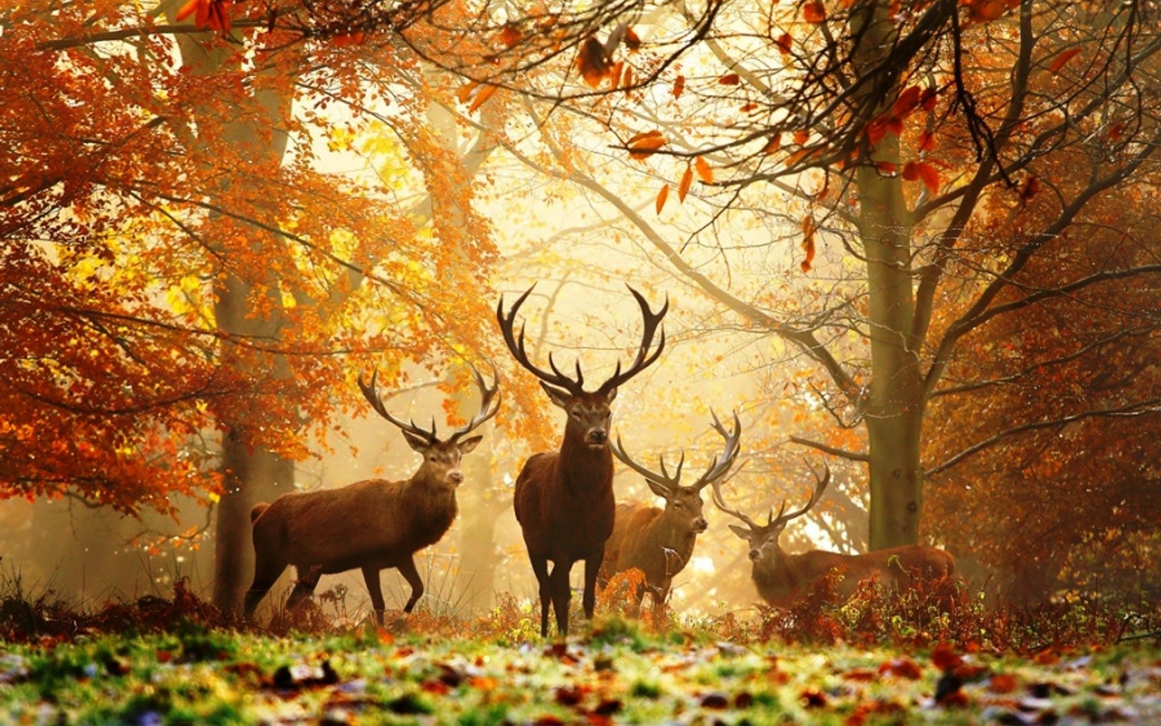 Cool Photos Nature Animals - HD Wallpaper 