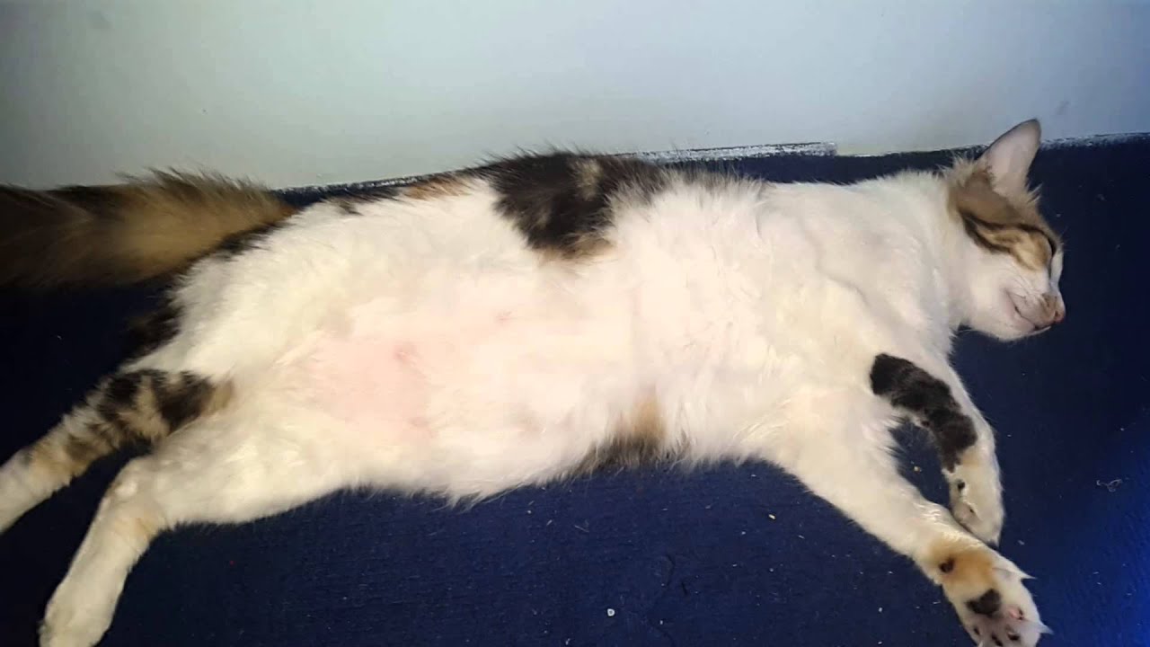 Domestic Short-haired Cat - HD Wallpaper 