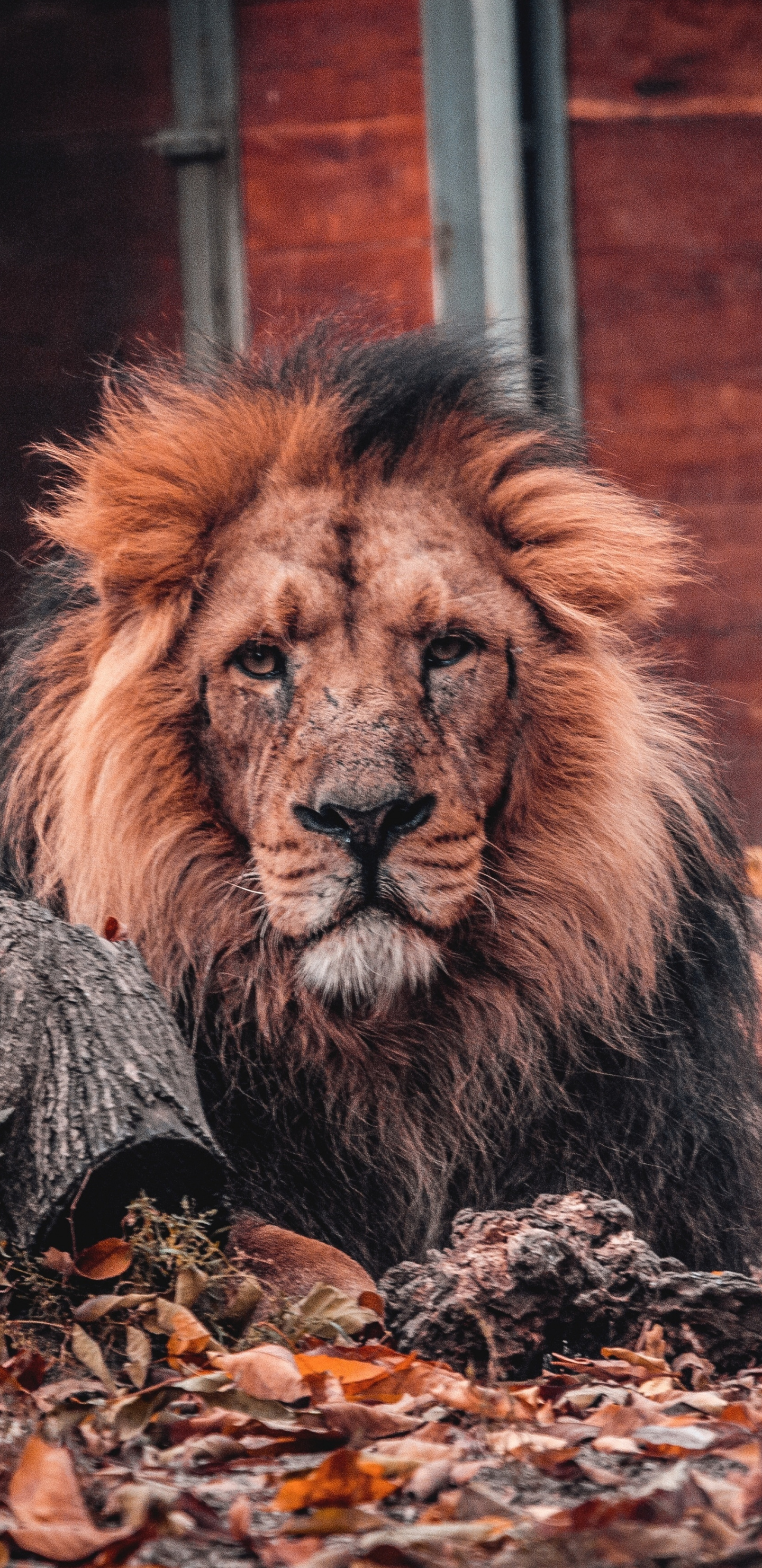Predator, Lion, Furry Animal, Relaxed, Wallpaper - Lion Wallpaper Samsung S8 - HD Wallpaper 