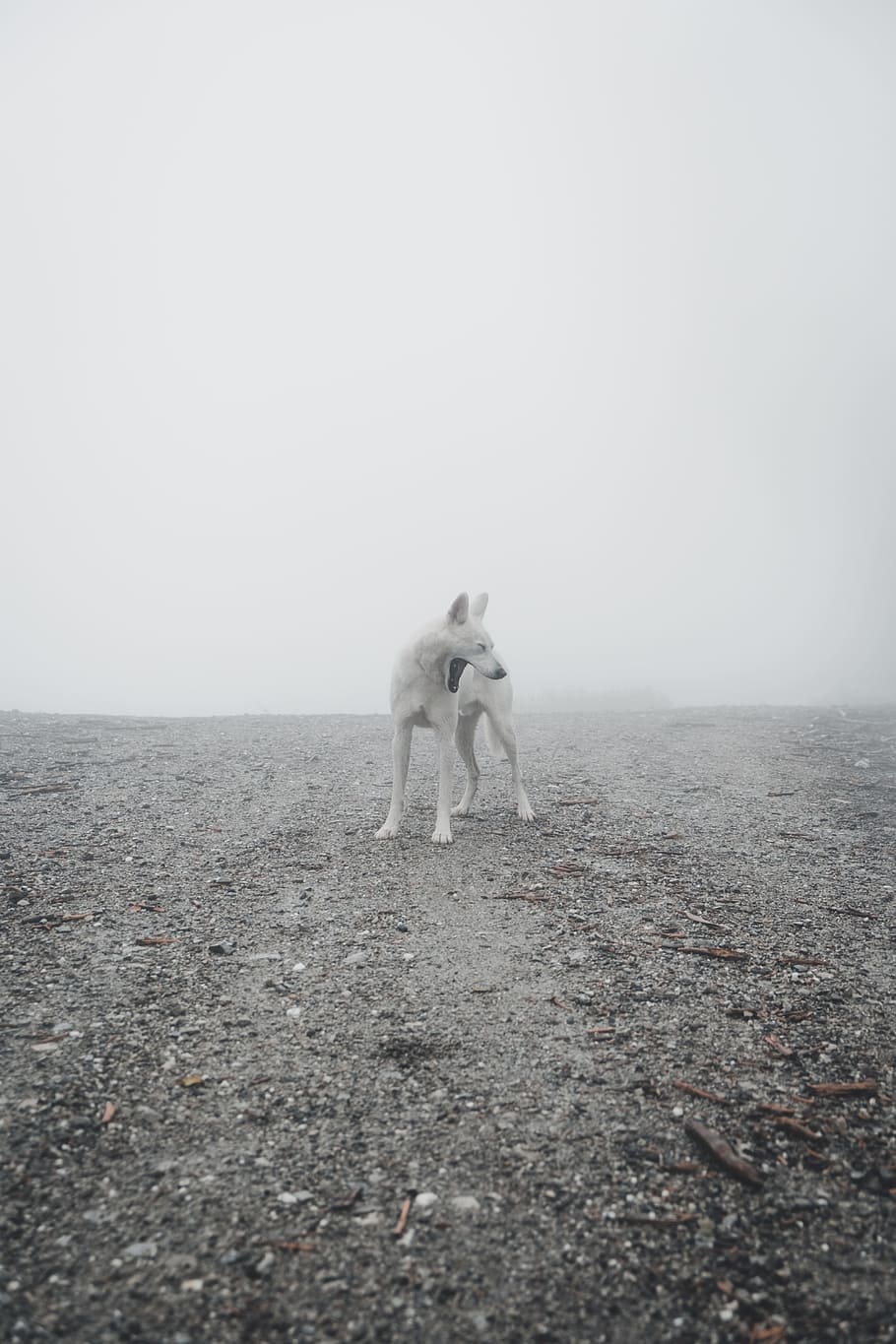 Anjing Putih Berlapis Pendek, Serak, Putih, Berawan, - Simple Photography - HD Wallpaper 