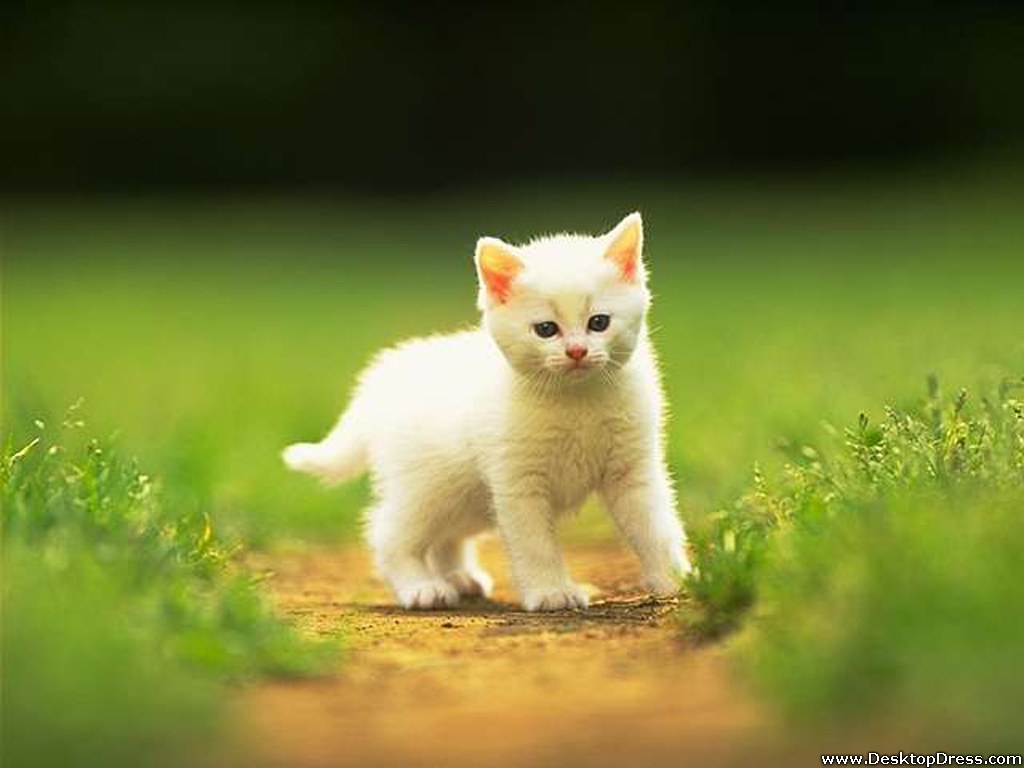 Kitten In The Garden - Cat Images Hd 1080p - HD Wallpaper 