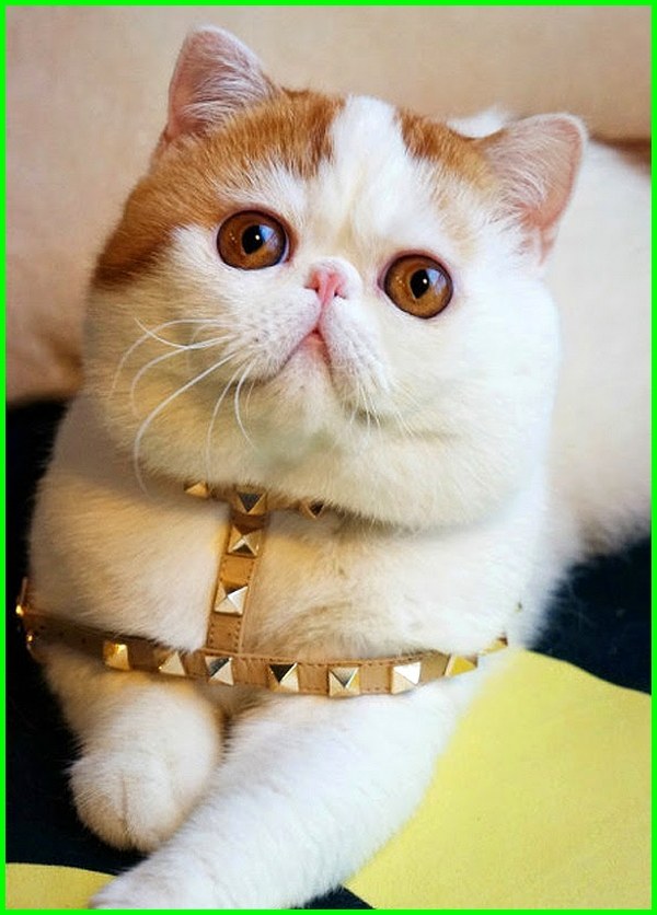 Cat Haircut Best Styles - HD Wallpaper 