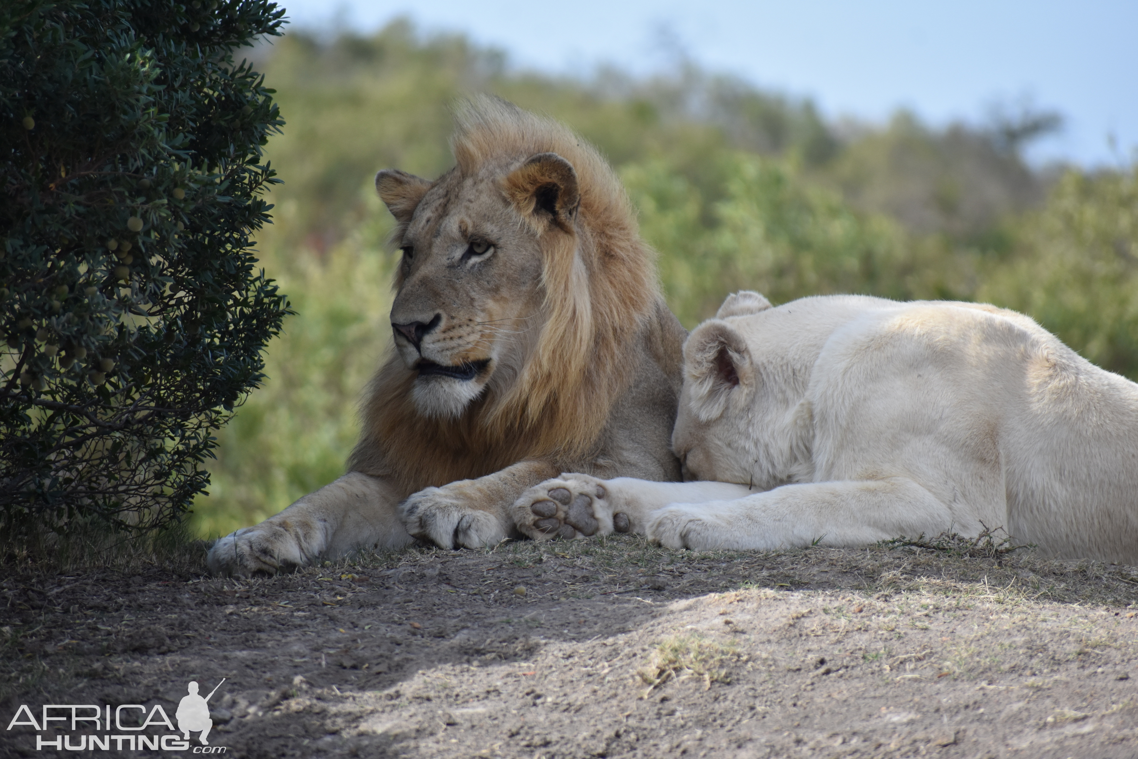 Masai Lion - HD Wallpaper 