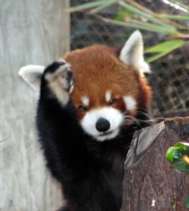 Red Fox, Animals, Panda, Red Panda, Animal Themes, - Red Pandas - HD Wallpaper 