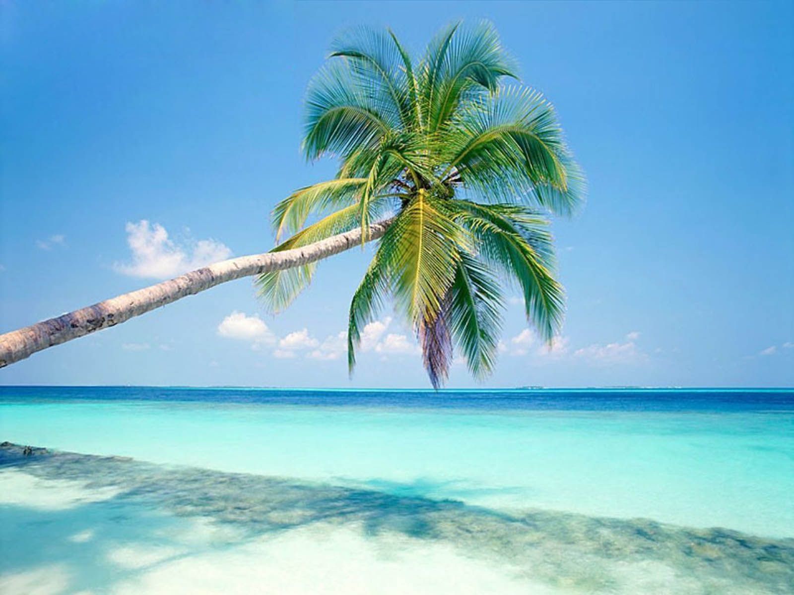 Pohon Kelapa Di Pantai - HD Wallpaper 