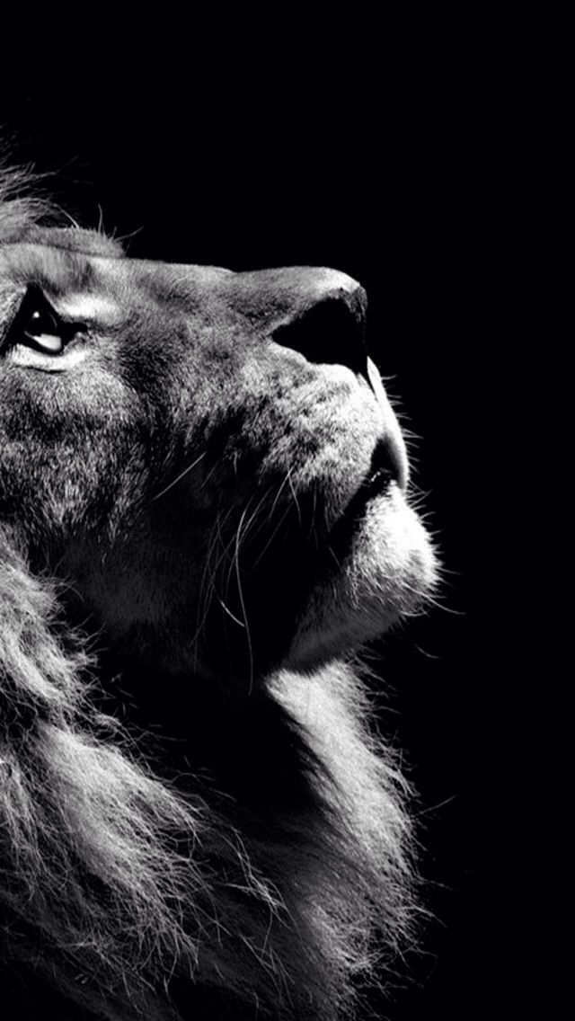 Lion - HD Wallpaper 