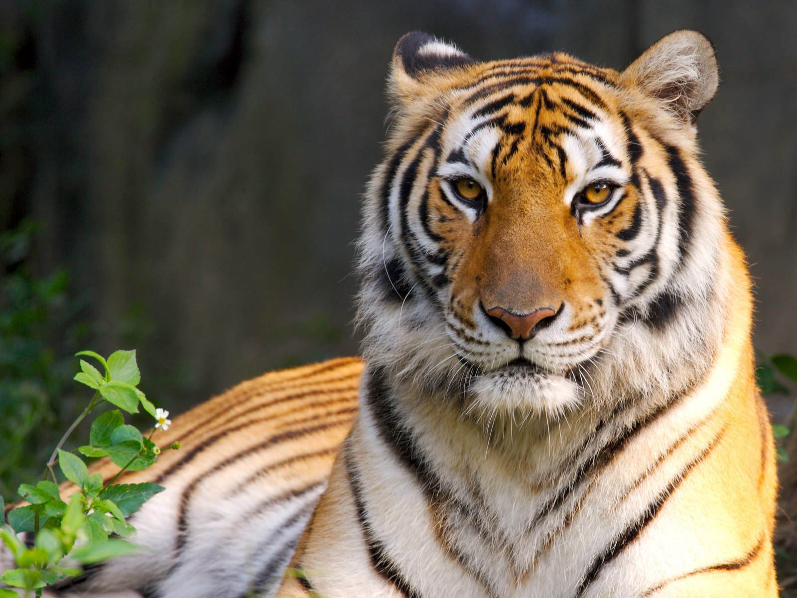 Gambar Harimau, Foto Harimau, Wallpaper Harimau Terbaru, - Tiger Hd - HD Wallpaper 