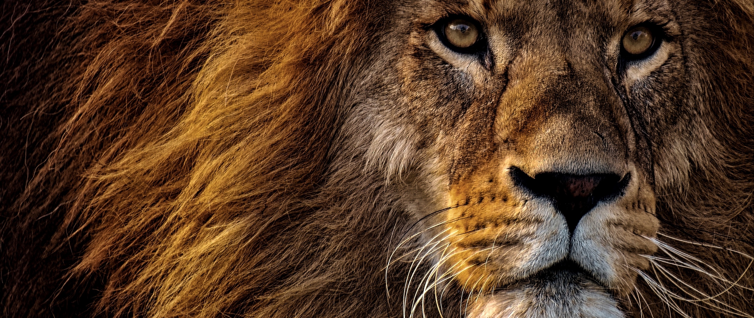 Wallpaper Lion, Predator, King Of Animals, Mane, Muzzle, - Lion Wallpaper Black Download - HD Wallpaper 