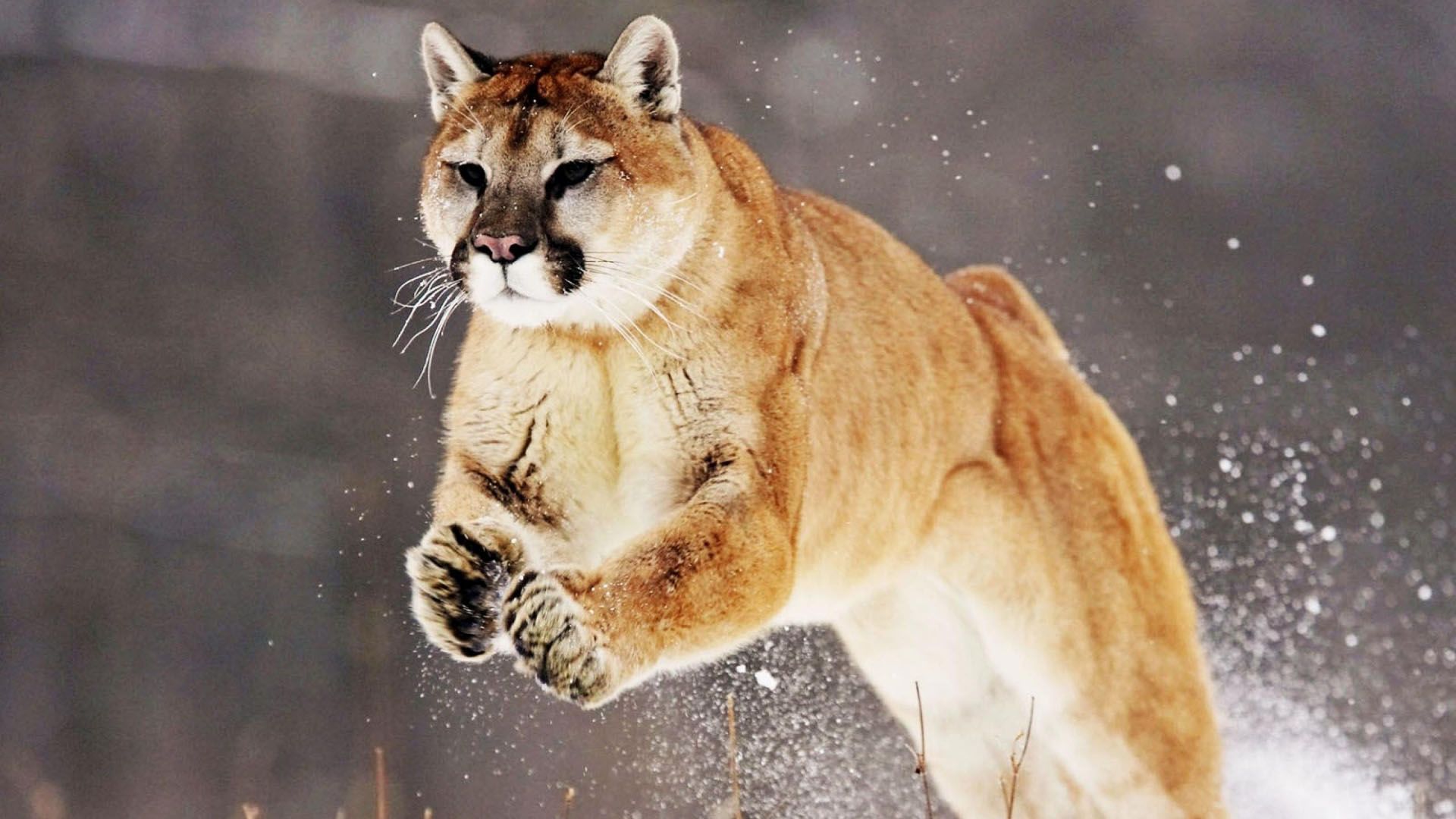 Mountain Lion Leaping - HD Wallpaper 