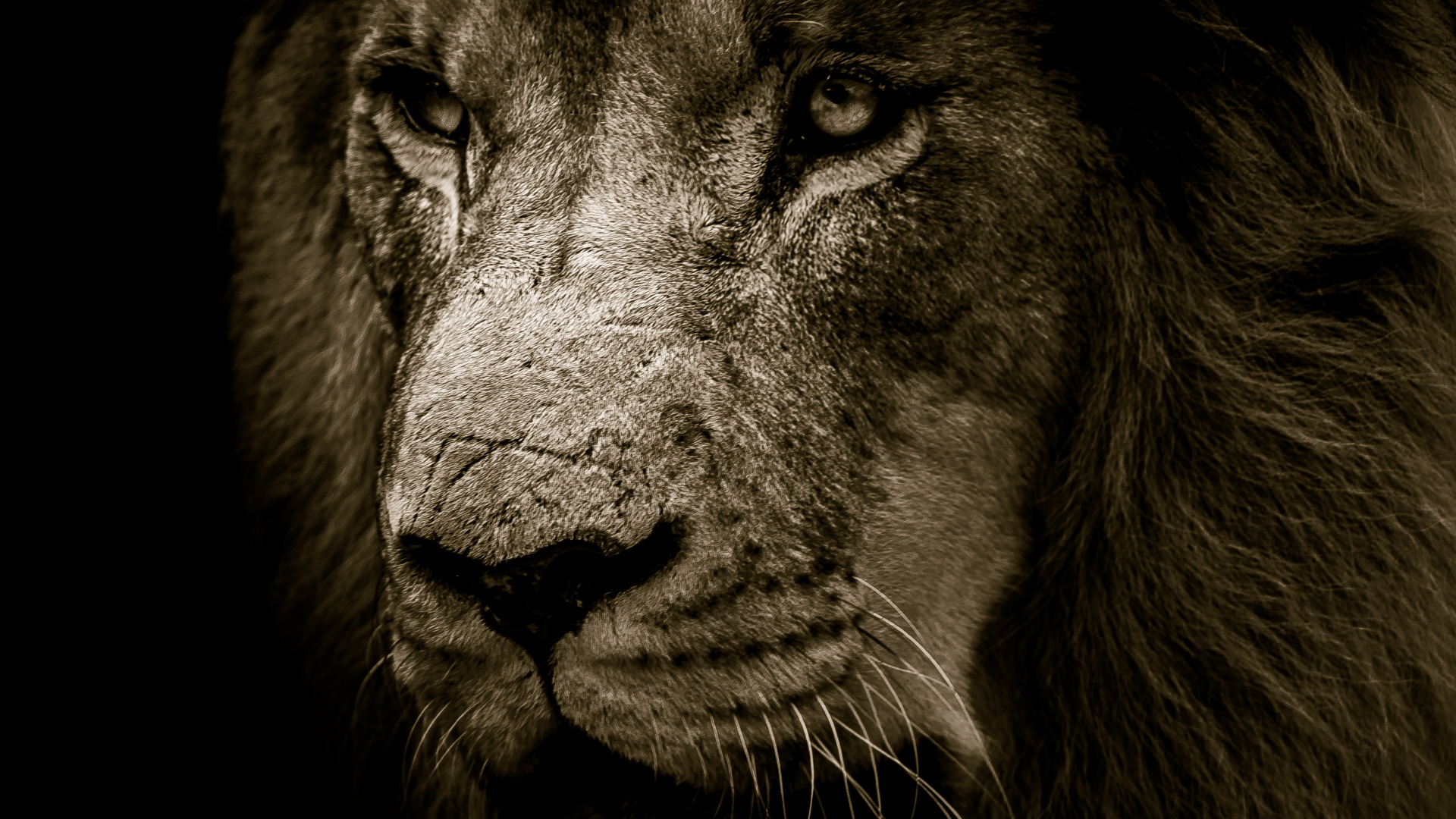 Lion, Fur, Muzzle, Predator, Wallpaper - Lion Face - HD Wallpaper 