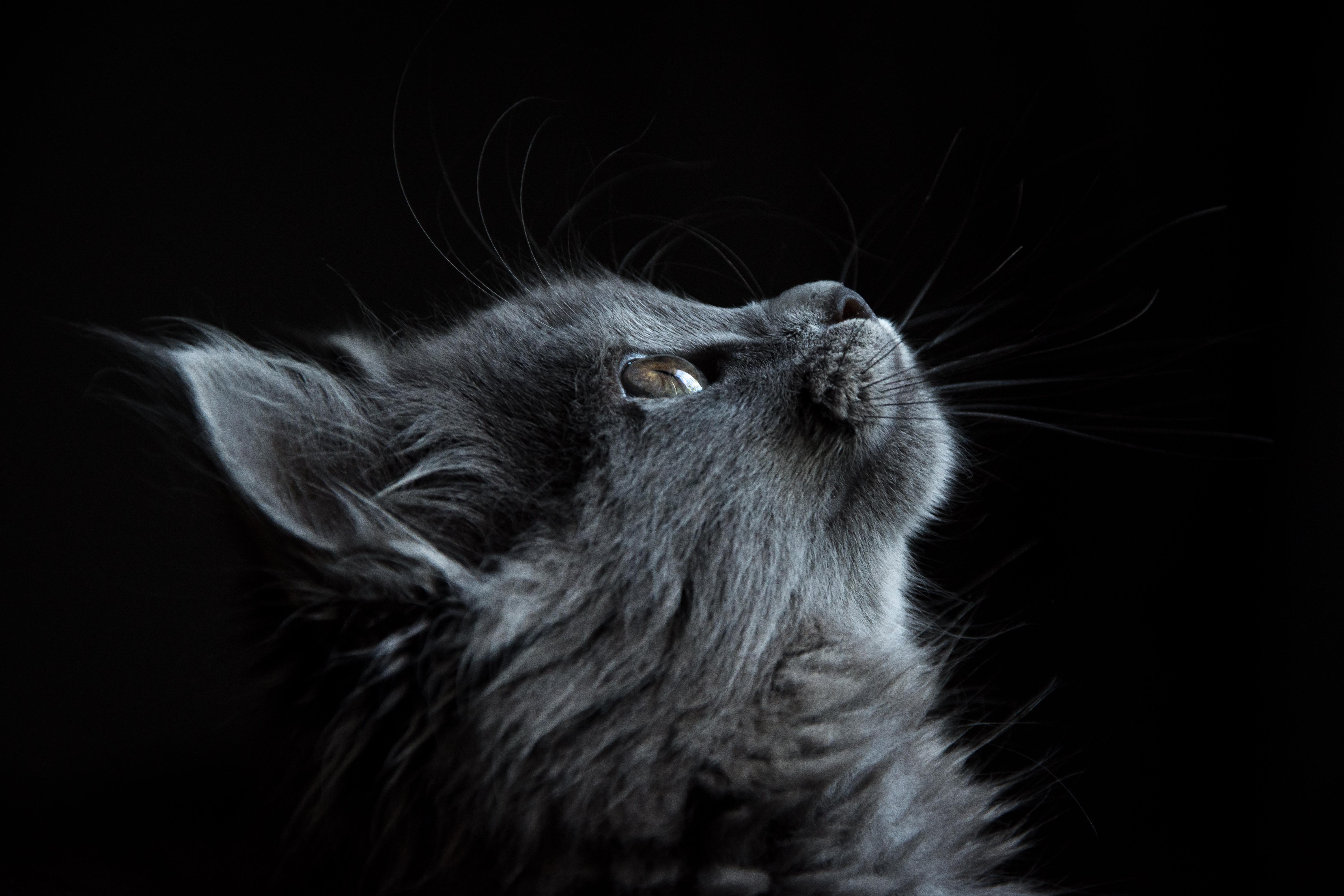 Cat, Muzzle, Profile, Black Background - Cat Face Black Background - HD Wallpaper 