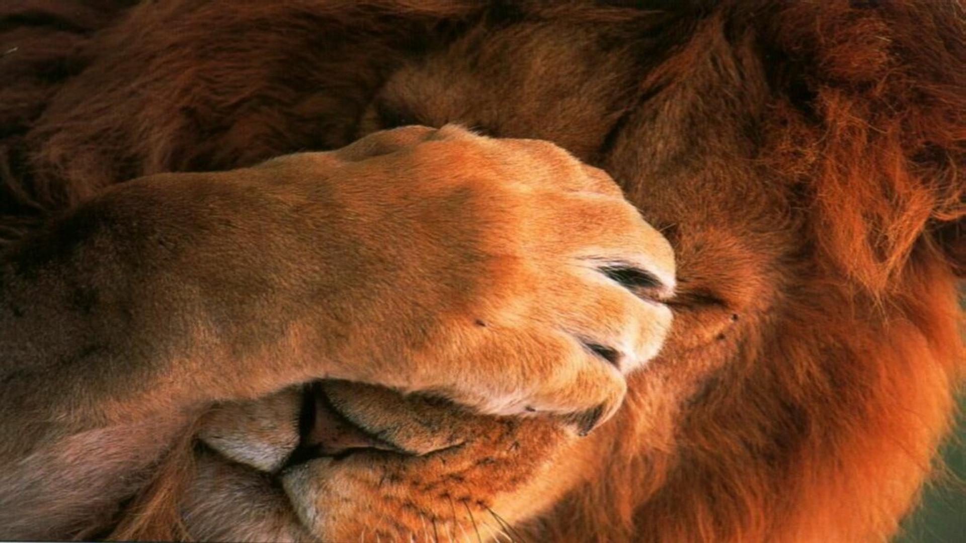 Featured image of post Cute Lion Wallpaper Hd