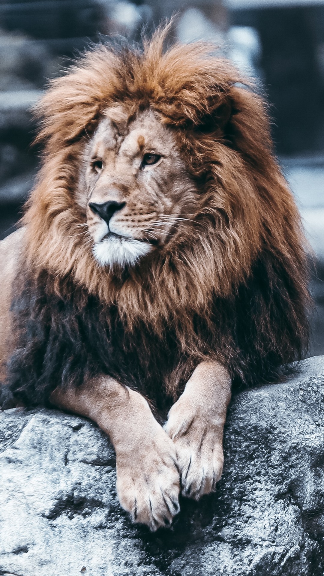 Iphone Wallpaper Lion Rest, Rocks, Zoo - Лев Обои На Айфон 7 - HD Wallpaper 