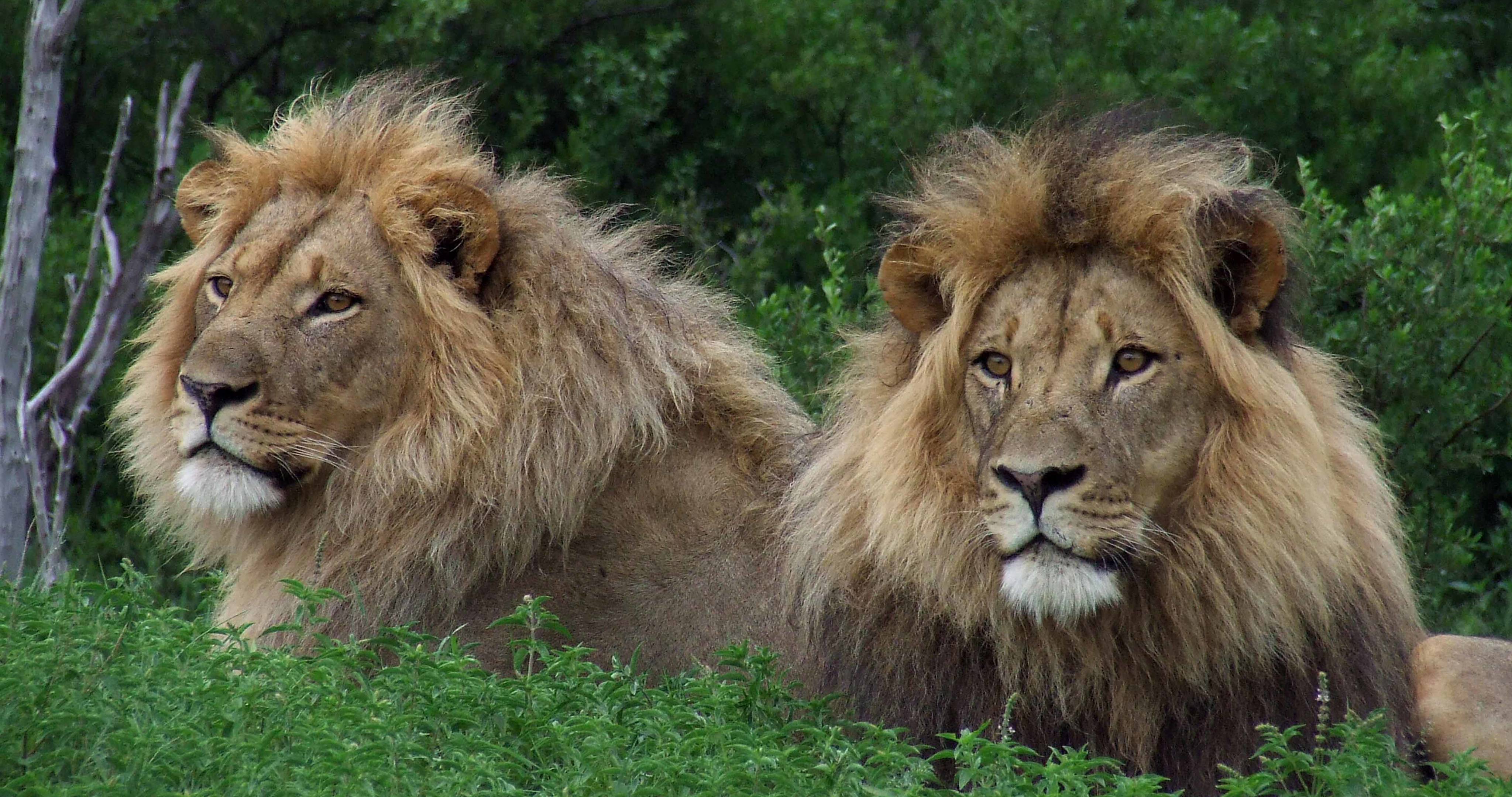 Lion Desktop - HD Wallpaper 