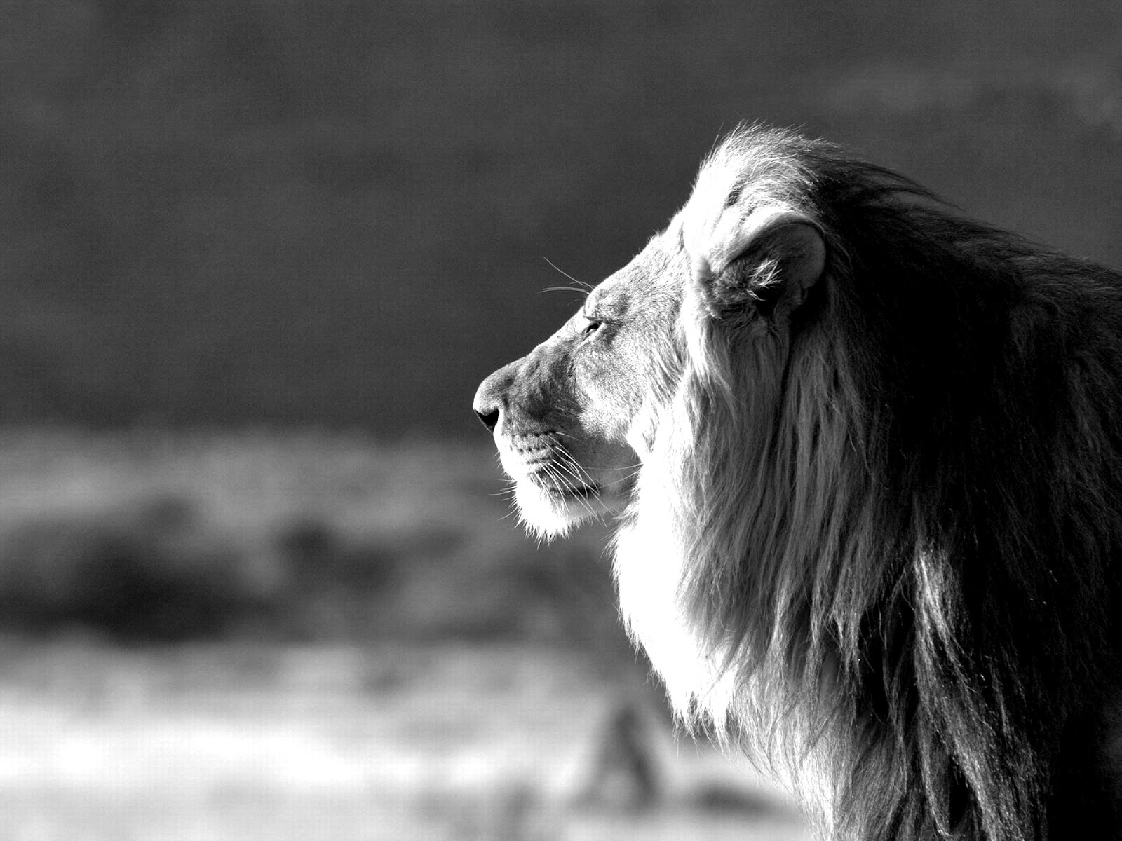 White Lion Wallpaper Hd Amazing Wallpaperz - Somebody Nobody Thought You Could - 1600x1200 Wallpaper White Lion Wallpaper Hd Amazing Wallpaperz - Somebody Nobody Thought You Could - 1600x1200 Wallpaper