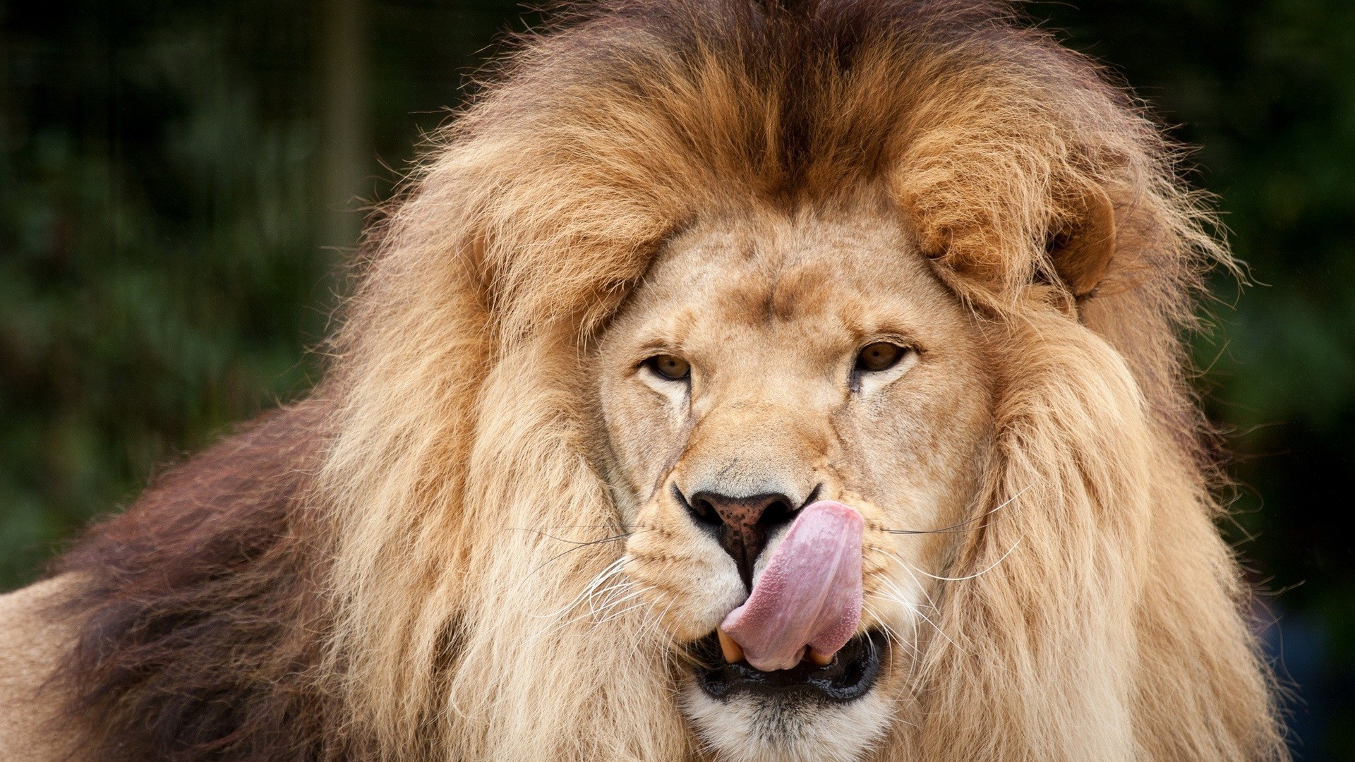 Lion Hd Photos Wild Animal Cub Desktop Background Wallpapers - New Hd Lions - HD Wallpaper 