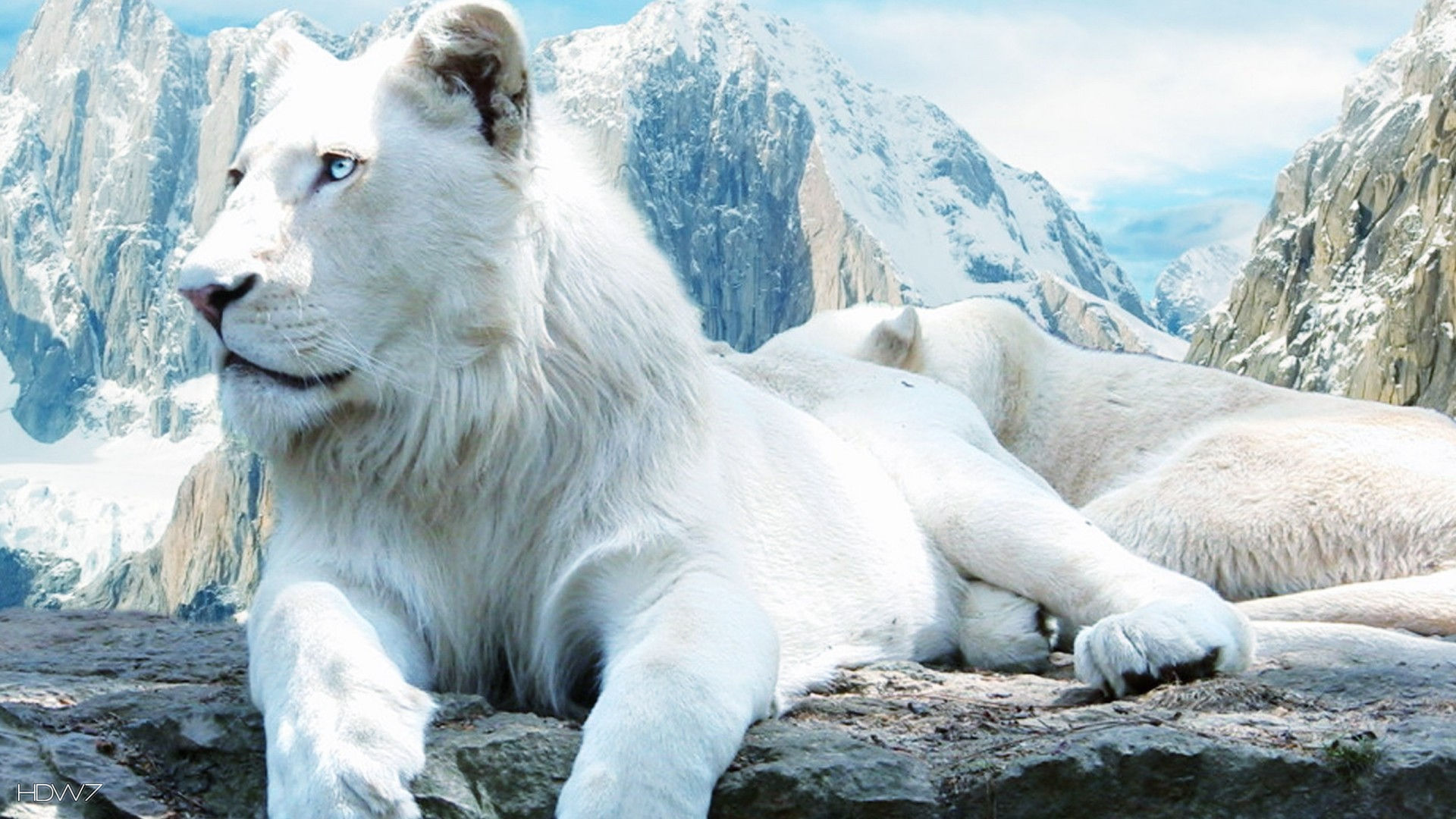 The White Lion Wallpaper - White Lion - HD Wallpaper 