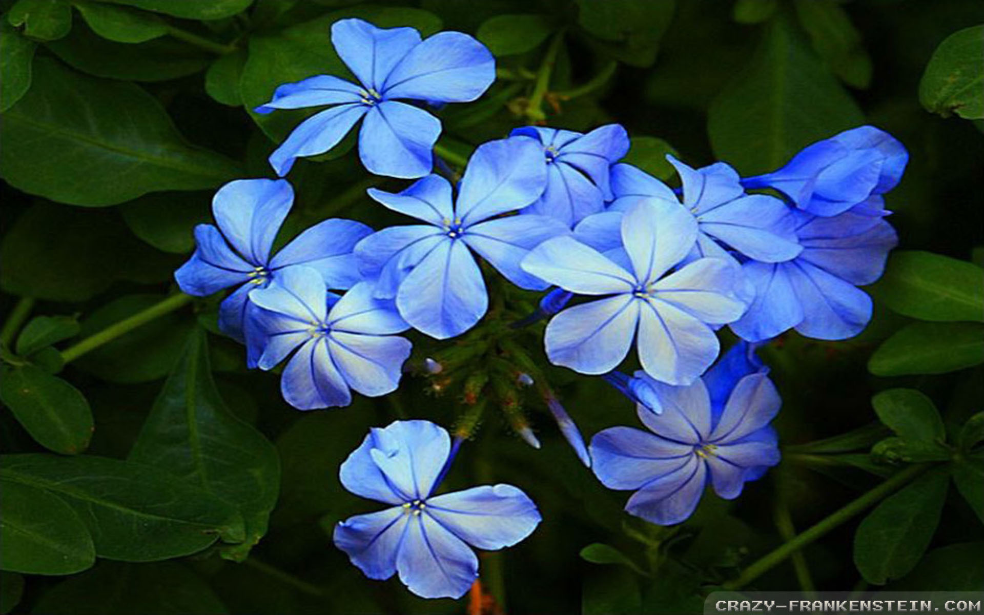 1920x1200, Wallpaper - Blue Wallpaper Jasmine Flower - HD Wallpaper 