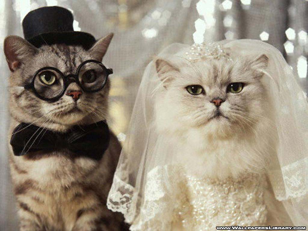 Baby Girl Wallpaper - Wedding Funny Cats - HD Wallpaper 