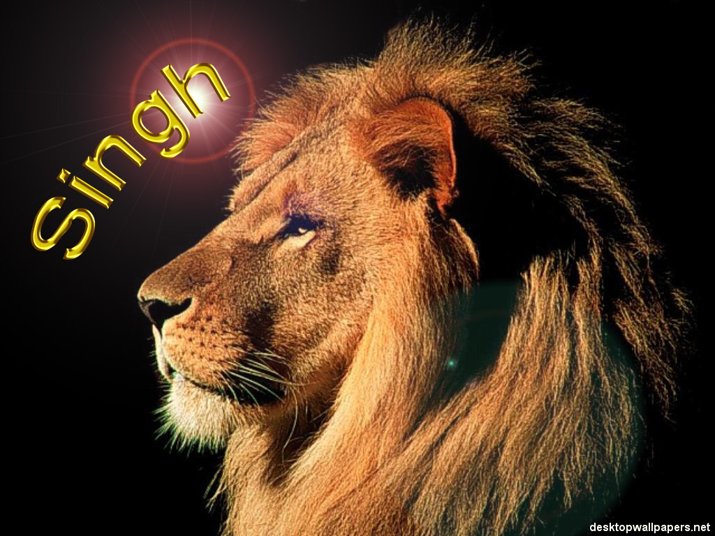 Male Lion Faces - HD Wallpaper 