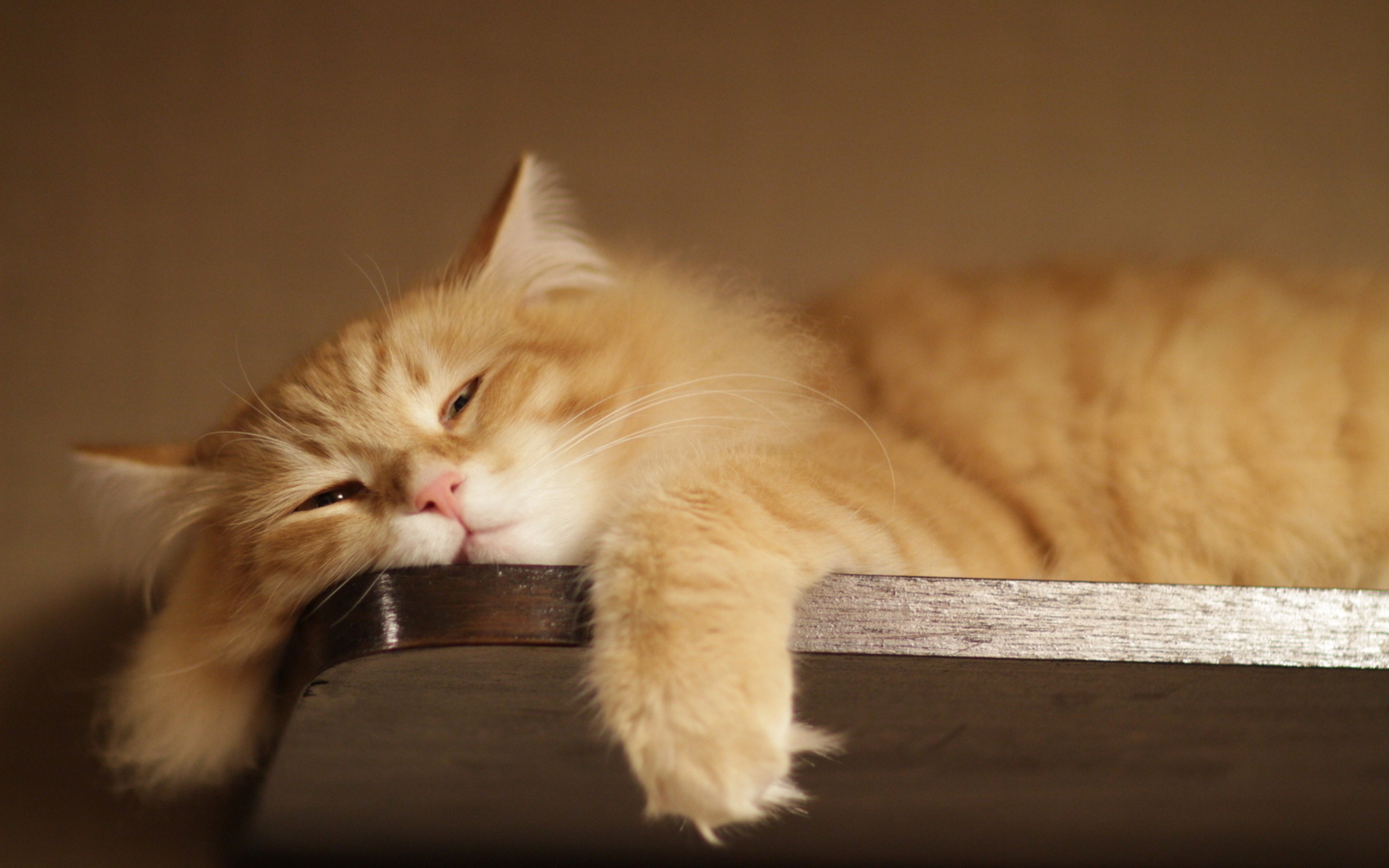 Wallpaper - Lazy Cat - HD Wallpaper 