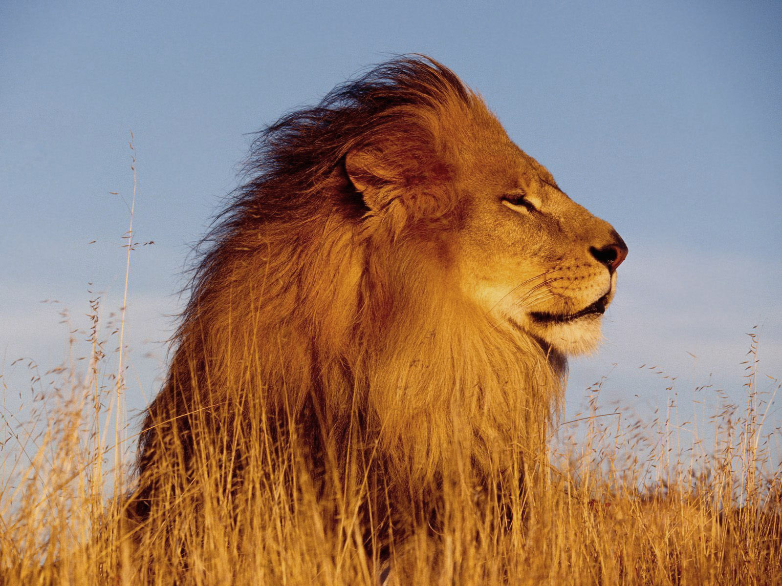 Gambar Singa, Foto Singa, Wallpaper Singa - Mighty Lion - HD Wallpaper 