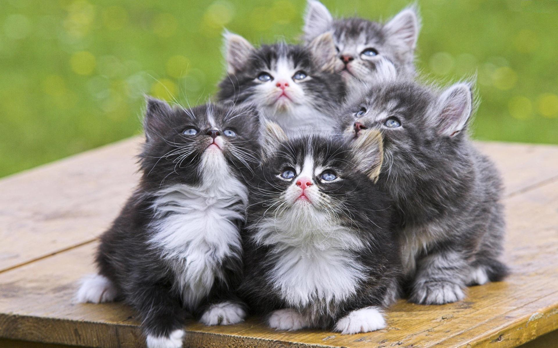 5 Cute Kittens - Fluffy Kittens - HD Wallpaper 
