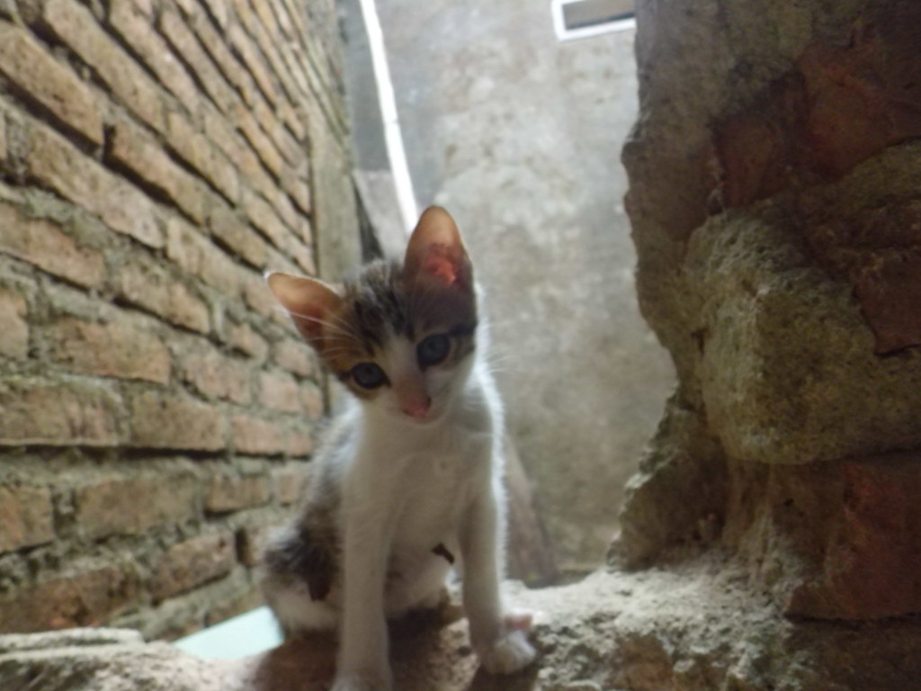 Domestic Short-haired Cat - HD Wallpaper 