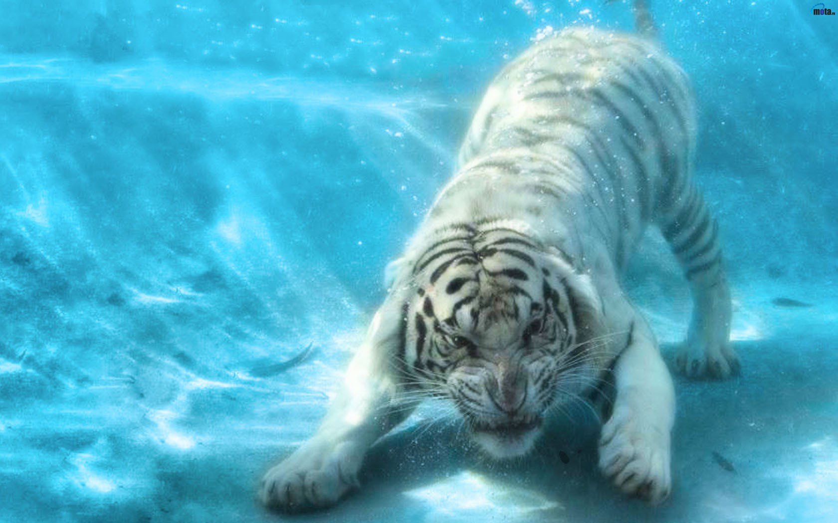 Tiger Underwater - HD Wallpaper 