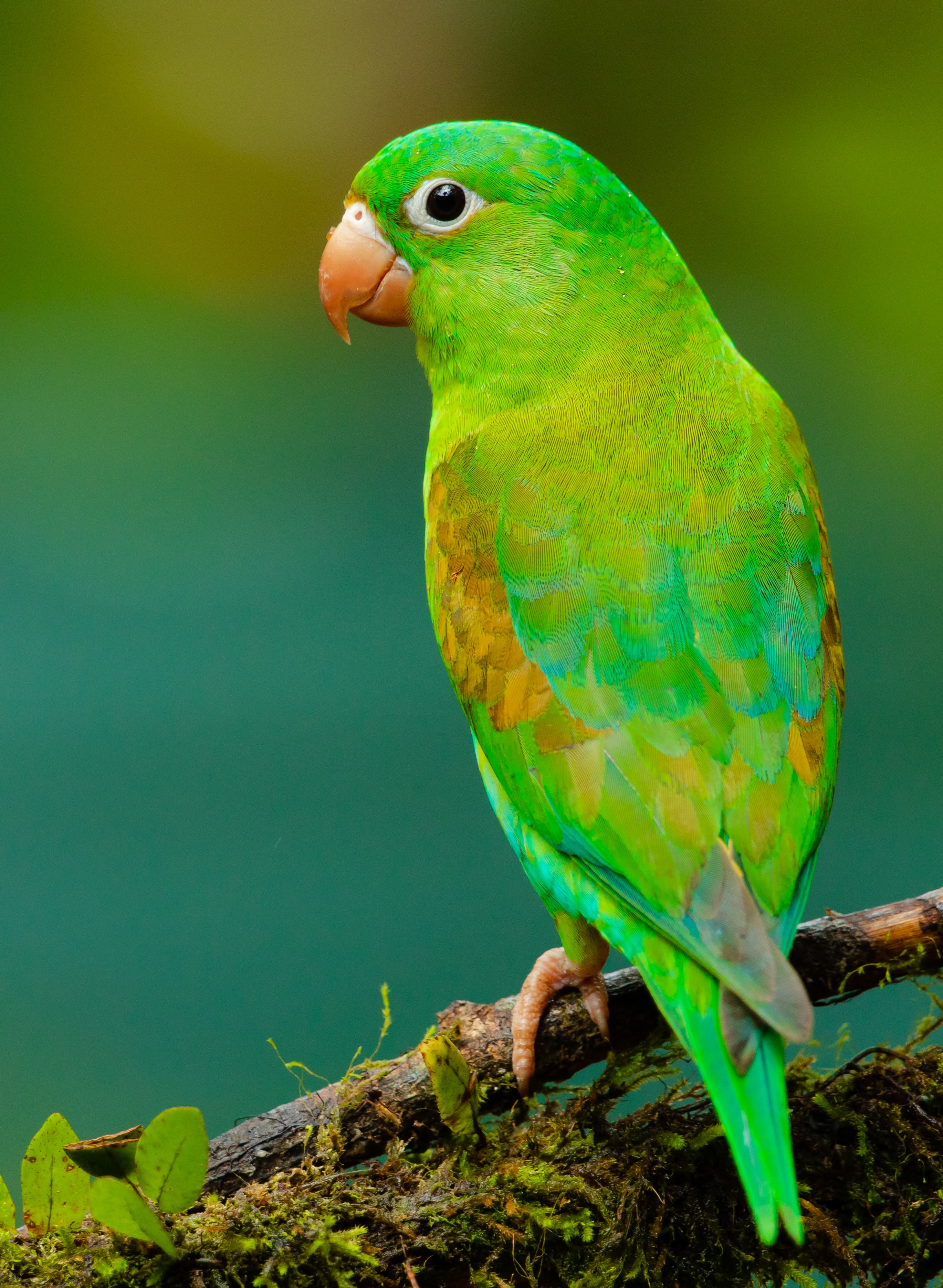 Best Wallpapers Of Parrots - HD Wallpaper 