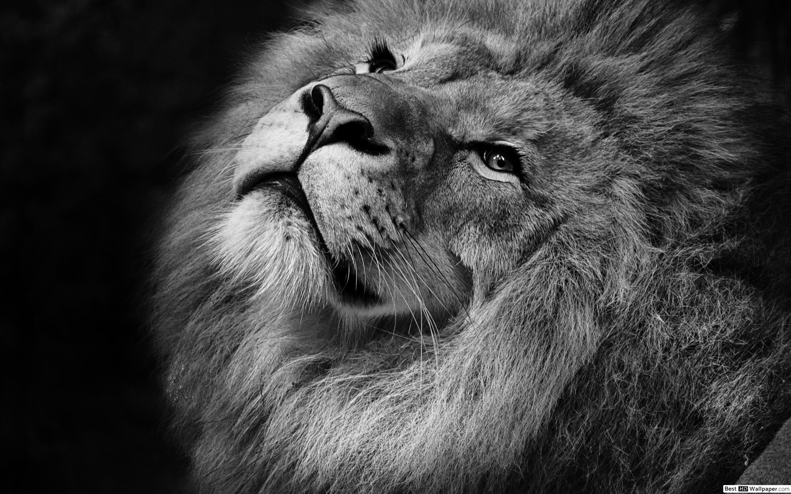 Løve Black And White - HD Wallpaper 