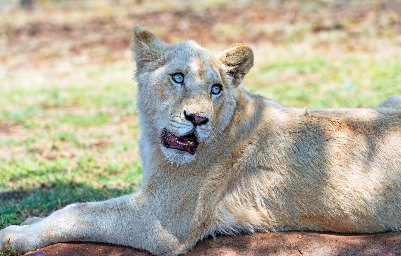 Photo Wallpaper White, Look, Face, Light, Pose, Paws, - HD Wallpaper 