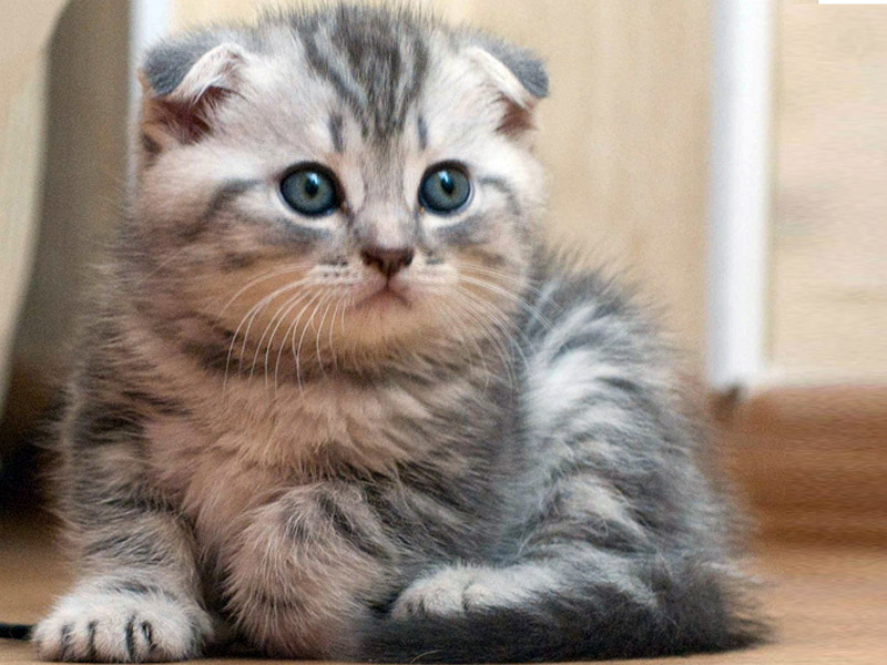 Little Scottish Fold - HD Wallpaper 