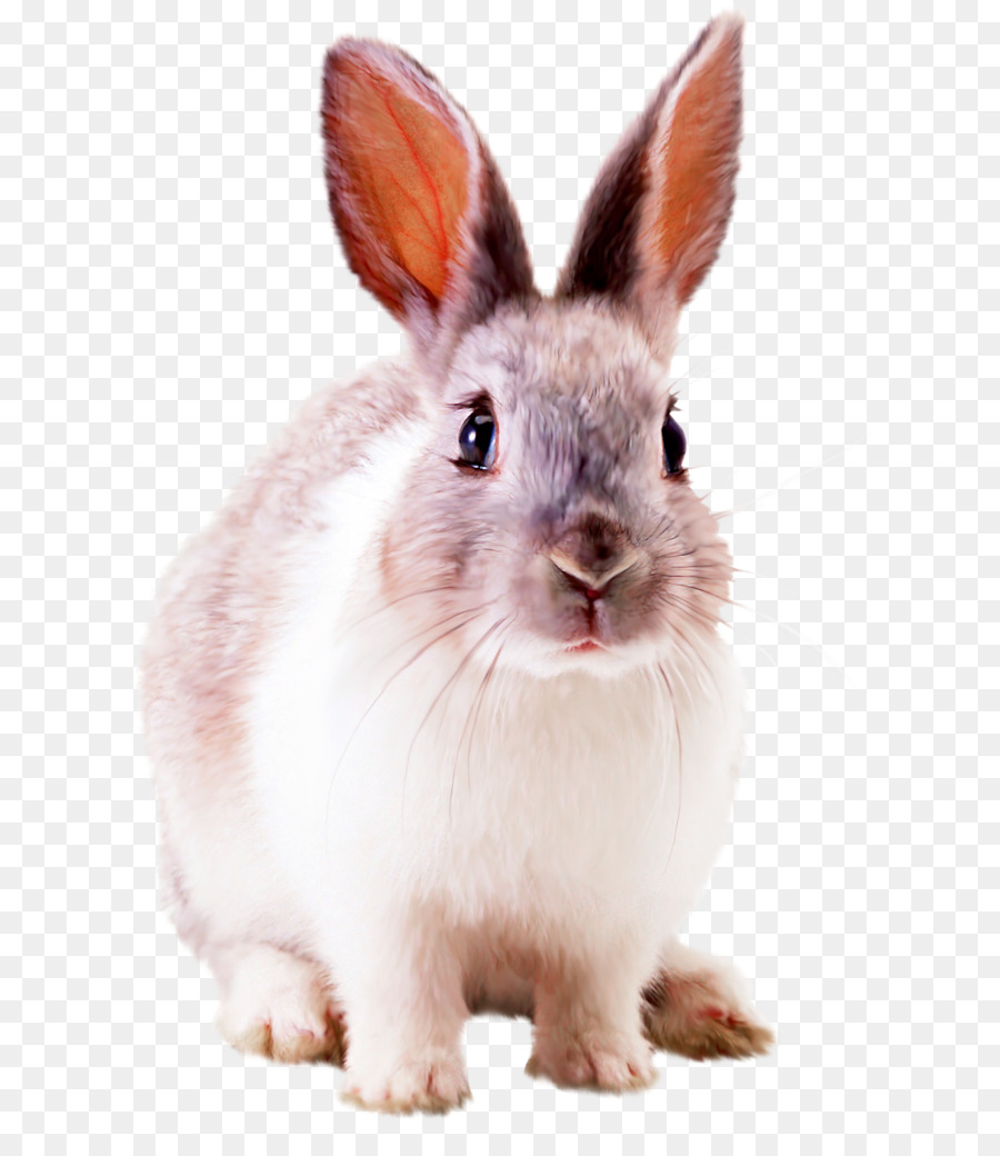 Kelinci, Desktop Wallpaper, Hewan Peliharaan Gambar - Rabbit Png Transparent - HD Wallpaper 
