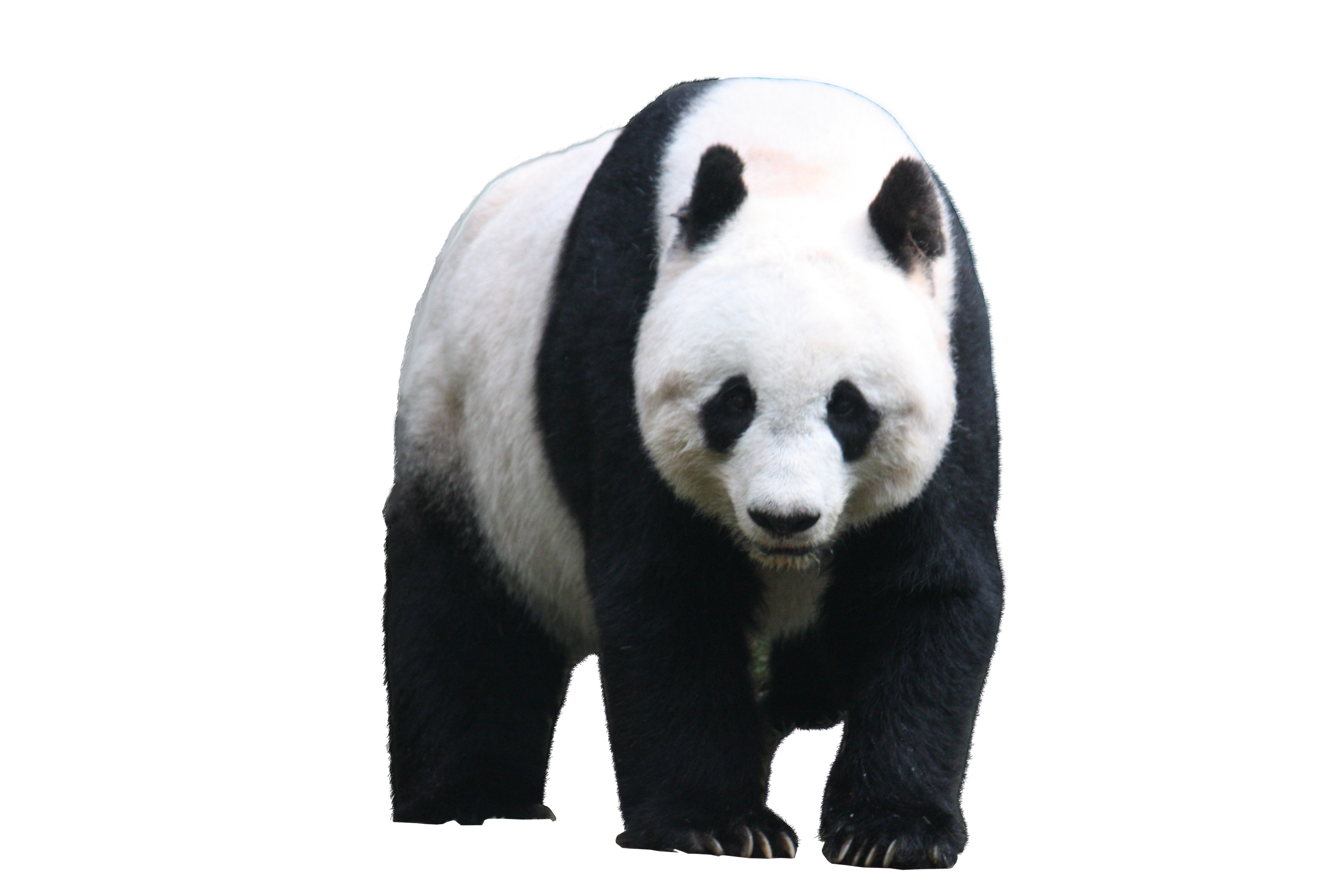 Panda Png - Giant Panda Transparent Background - HD Wallpaper 