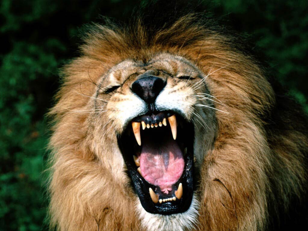 Free Lion Wallpaper Wallpapers Download - Roaring Lion Mouth - HD Wallpaper 
