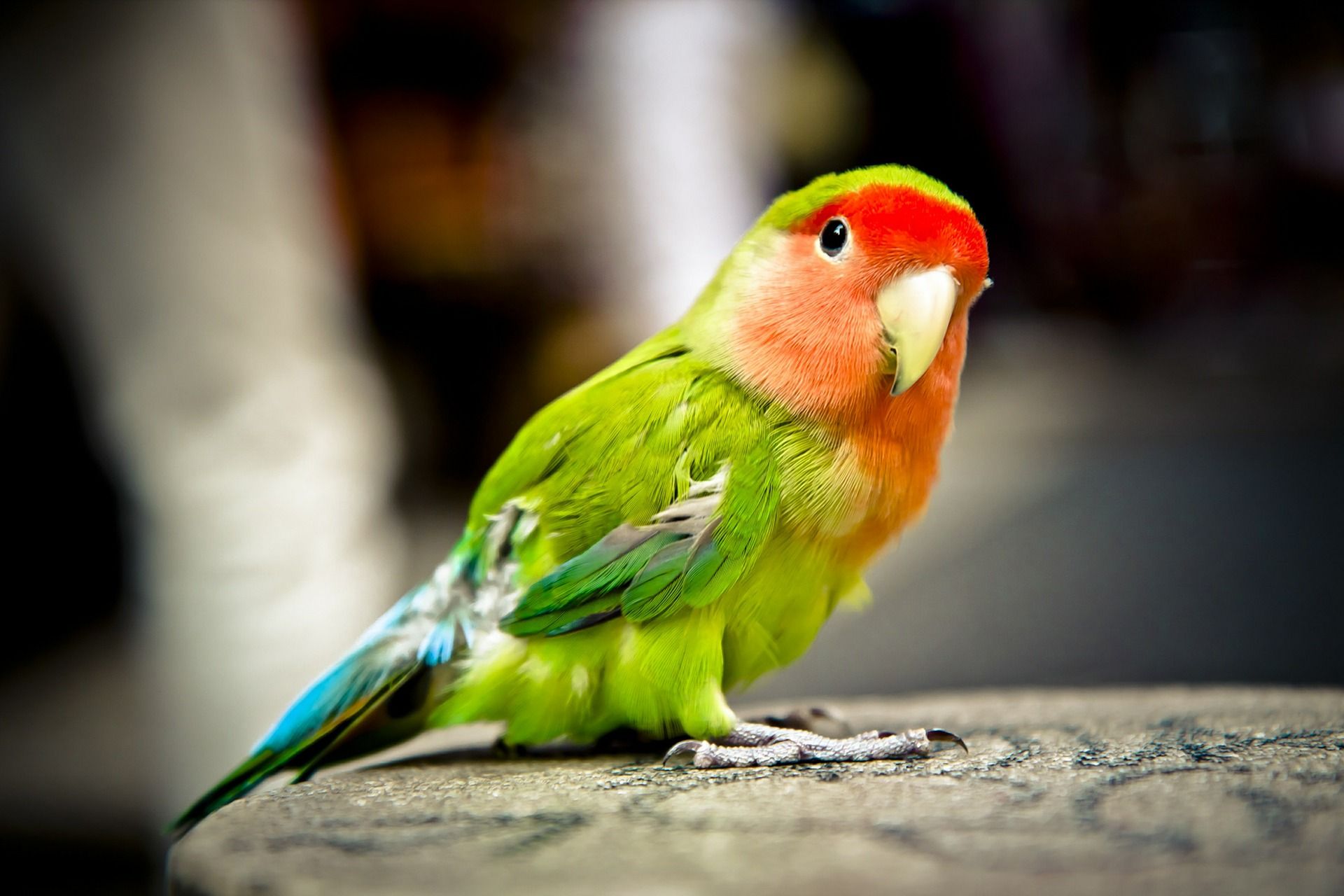 Love Parrot Hd Wallpaper Looks Cute - Green And Red Bird - HD Wallpaper 