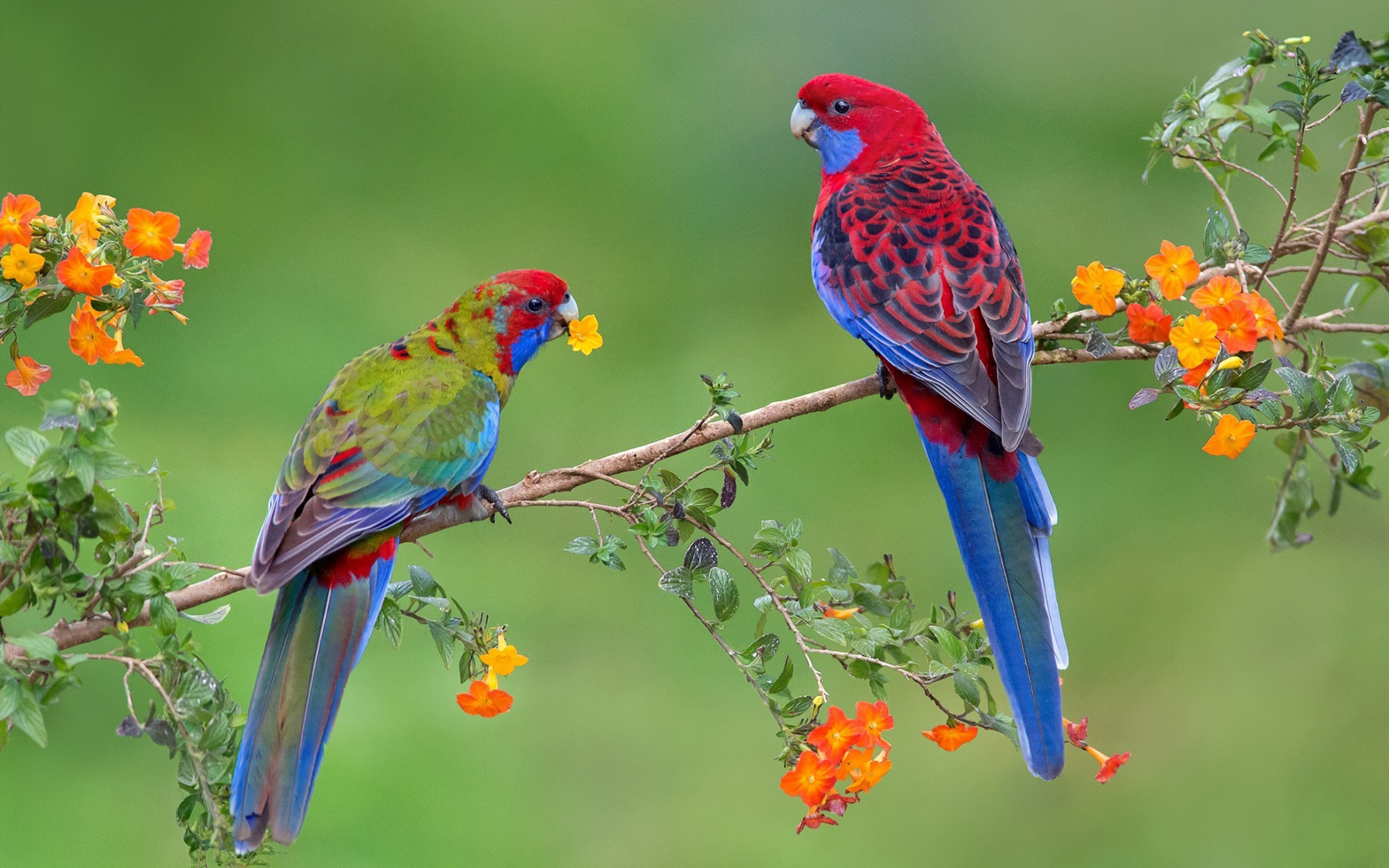 Crimson Rosella With Juvenile Victoria Australia - HD Wallpaper 